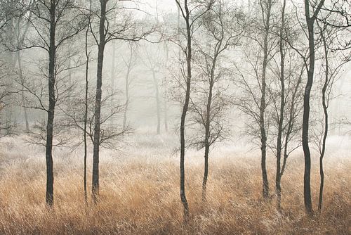 Cold morning by Ellis Pellegrom