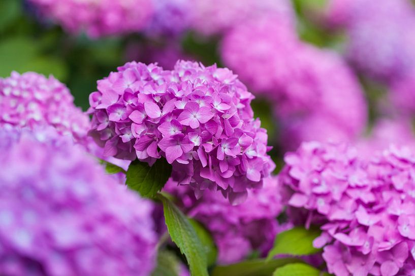 Hortensia by Henk van den Brink
