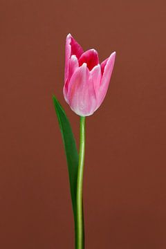 Bunte Tulpe. von Rick Nederstigt
