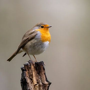 Portrait of a robin by Erik Veltink fotografie