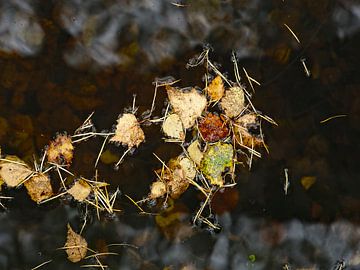 Hell und dunkel von Roger Trelou