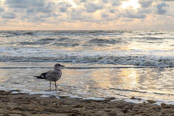 Kleine mantelmeeuw bij de zee