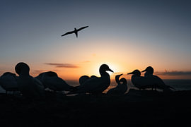 The sheer cliffs of the northern gannets by Joris Machholz