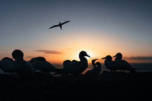 The sheer cliffs of the northern gannets