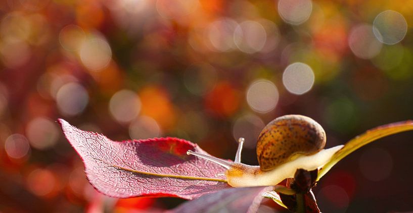 Snail with an autumnal color bokeh background by Shot it fotografie