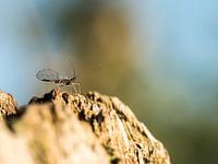 Vliegje op weidepaal