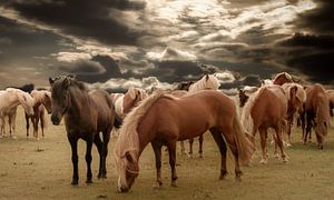  paarden in de wei 