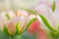 Tulips in pastel