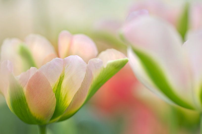 Tulpen in Pastellfarben von Teuni's Dreams of Reality