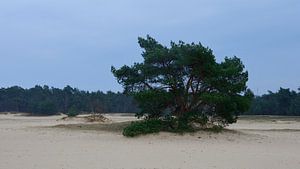 Eine Kiefer auf einer Sandverwehung