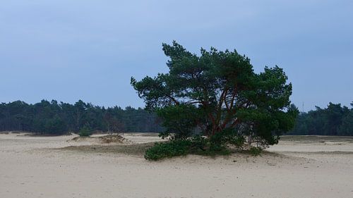 Un pin sylvestre sur un banc de sable
