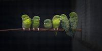 Catherine parakeets