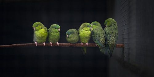 Catherine parakeets
