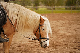Photoshooting with light brown Haflinger with beige mane