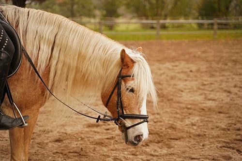 Fotoshoot met lichtbruine Haflinger met beige manen