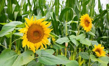 Feld mit Sonnenblumen im September in der Natur in den Niederlanden