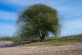 Baum an der Waal