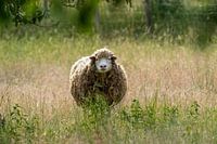 Schafe in der goldenen Stunde