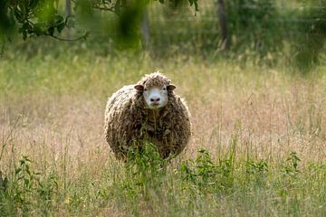Schafe in der goldenen Stunde