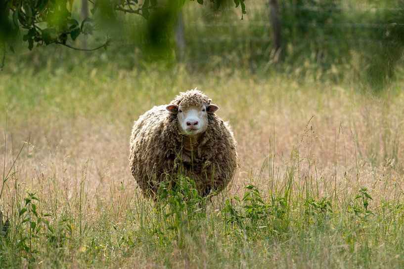 Schafe in der goldenen Stunde von Michelle Peeters