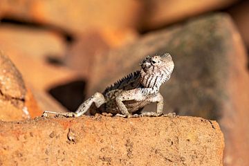 Wild agama from Sri Lanka by Roland Brack