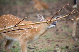 hert von marijke servaes