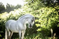 Witte Spaanse hengst
