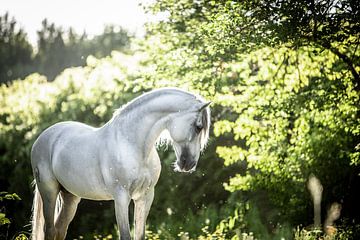 White Spanish stallion by Daliyah BenHaim