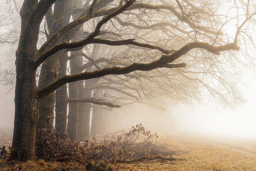 Naturel van Thomas Jansen