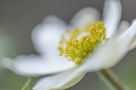 Krone einer Frühlingsblume von Tania Perneel Miniaturansicht