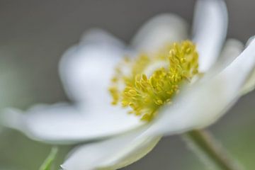 Krone einer Frühlingsblume von Tania Perneel