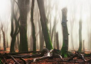 Forest flames van Rob Visser