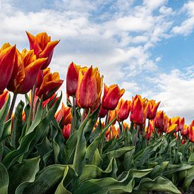 Tulpenfeld von Jan Poppe