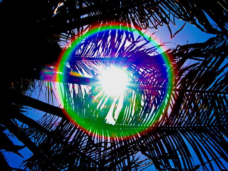 zon schijn door een palmboom von kees luiten