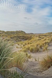 The dunes of Terschelling