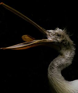 Pelecanus crispus