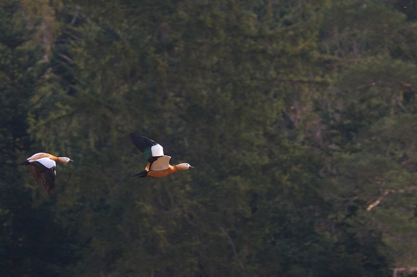 Enten im Flug, Natur von Daniel Dorst