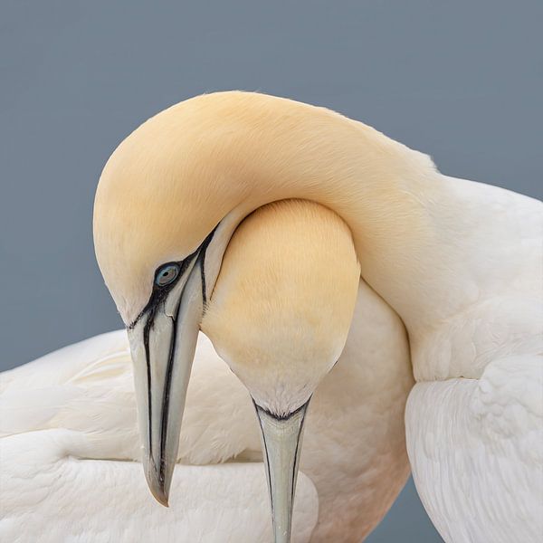 Tenderness by Patrick Boterman