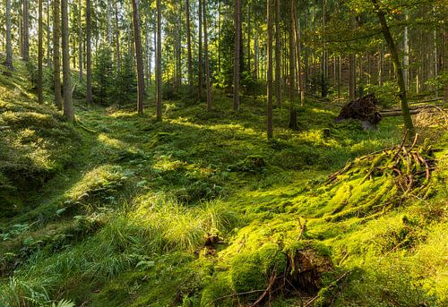 Bomen (Sletten Vikings Camp Grounds) - Ry (Denemarken)