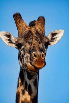 Giraffe van Peter Michel