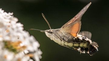 Kolibrievlinder. van Robert Moeliker