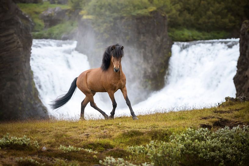 The power of Iceland in motion by Lieselotte Claesens