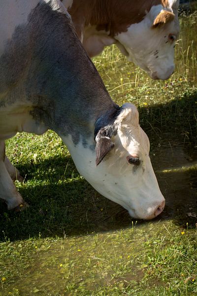Trinkende Kühe auf der Alm von Martina Weidner