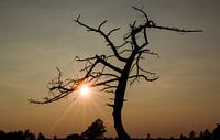 Dragontree
