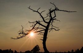 Dragontree by Laurens MORWARIN