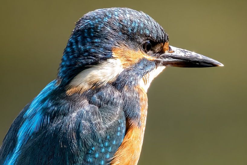 Beautiful portrait of a kingfisher by Gianni Argese