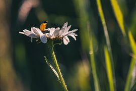 Miniature figure reading a book on a white flower by Jolanda Aalbers