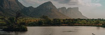 Afrique du Sud Hippopotames dans un lac, photo panoramique