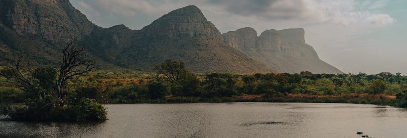 Afrique du Sud Hippopotames dans un lac, photo panoramique par Tom in 't Veld