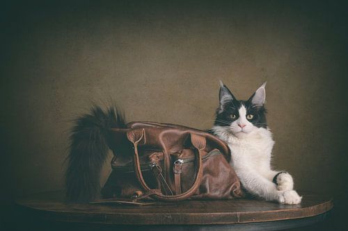 Kári dans le sac, le chat dans le sac sur mirka koot